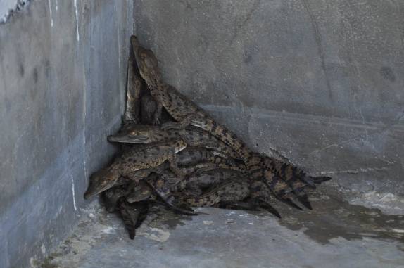 Criação de jacarés no Hato El Cedral, na região dos llanos, na Venezuela
